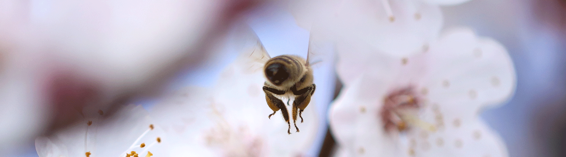 all raw honey products