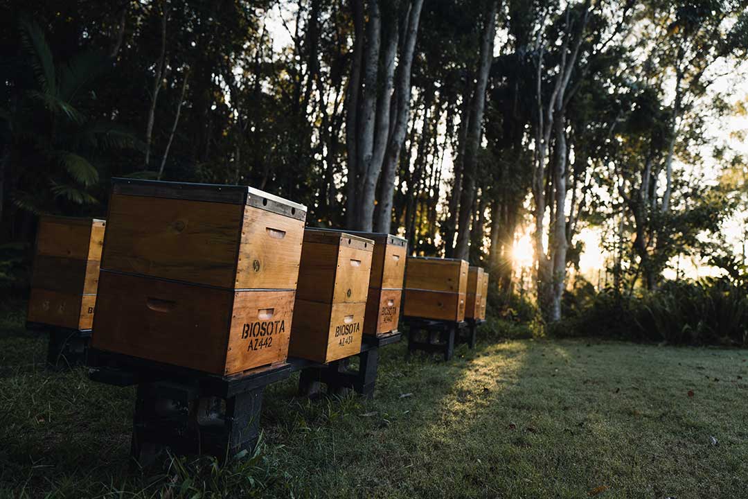 biosota organics manuka honey farm