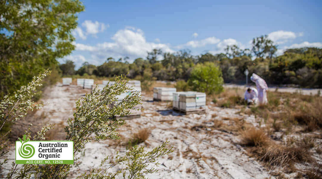 The gold standard in wellness: Australian certified organic Manuka honey