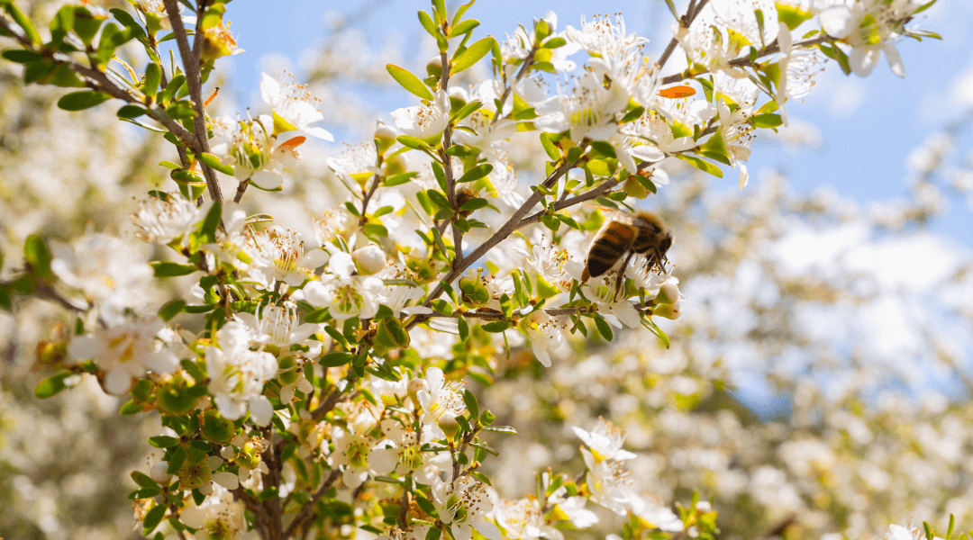 Honouring our bees on World Bee Day