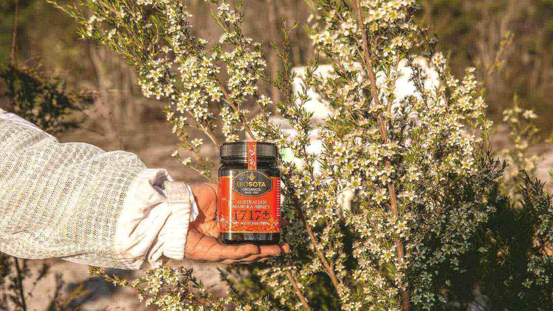 Ano ang dahilan kung bakit ang Biosota ang pinakamahusay na Manuka honey sa buong mundo?