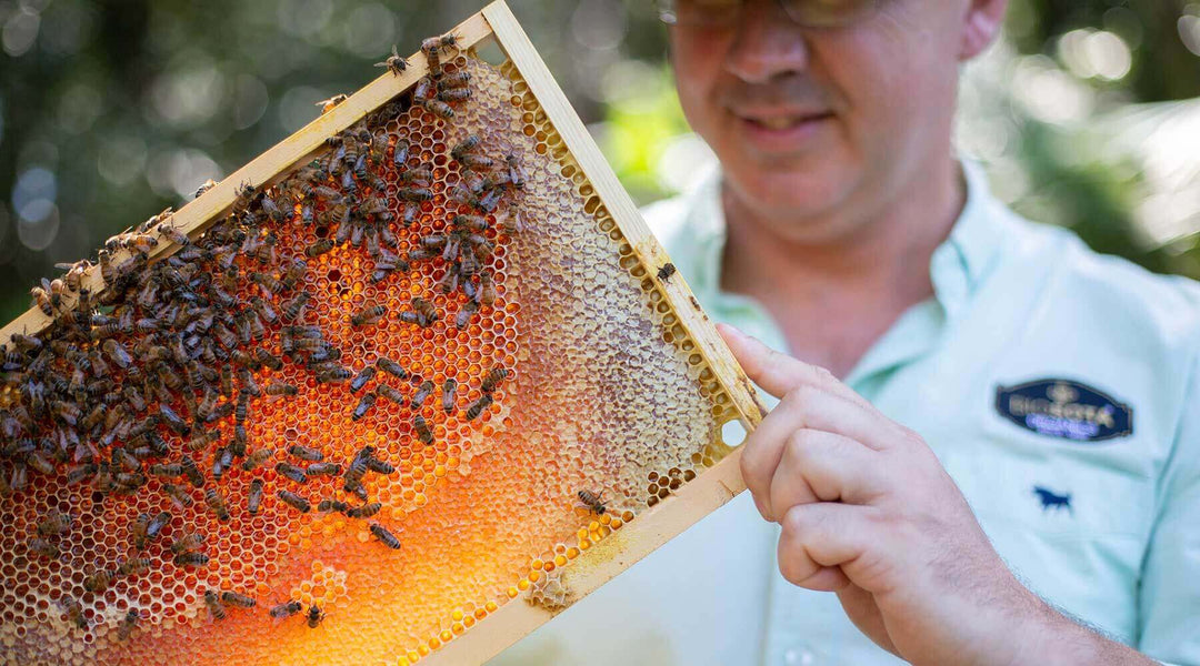 Despite dual market challenges, Aussie company produces highest-grade Manuka honey on record