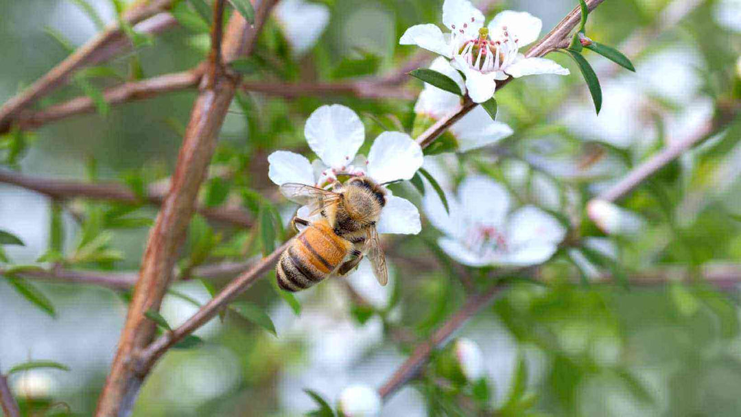 Which honey is better: Regular or Manuka honey?