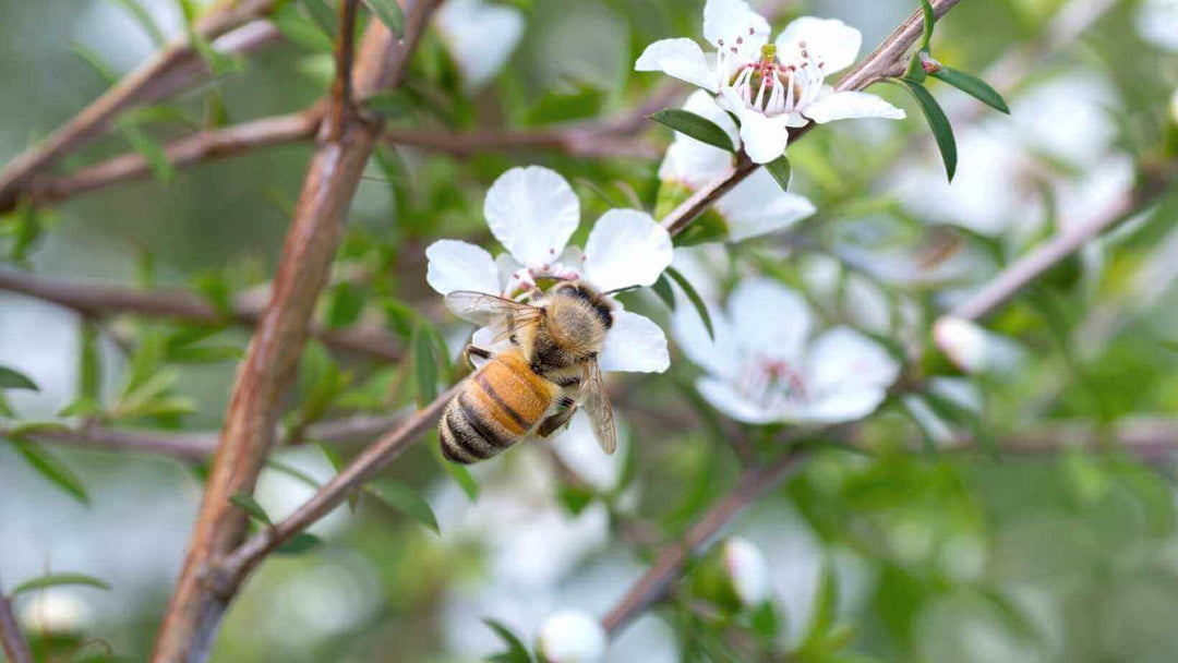 Difference between Ordinary Honey and Manuka Honey