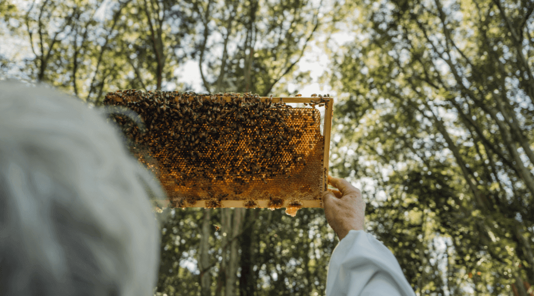 Sustainable Manuka Honey Production - Man holding beehive frame