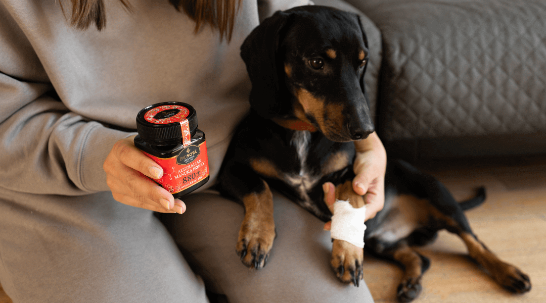 Manuka Honey for Dogs: Natural Healing and Health Benefits