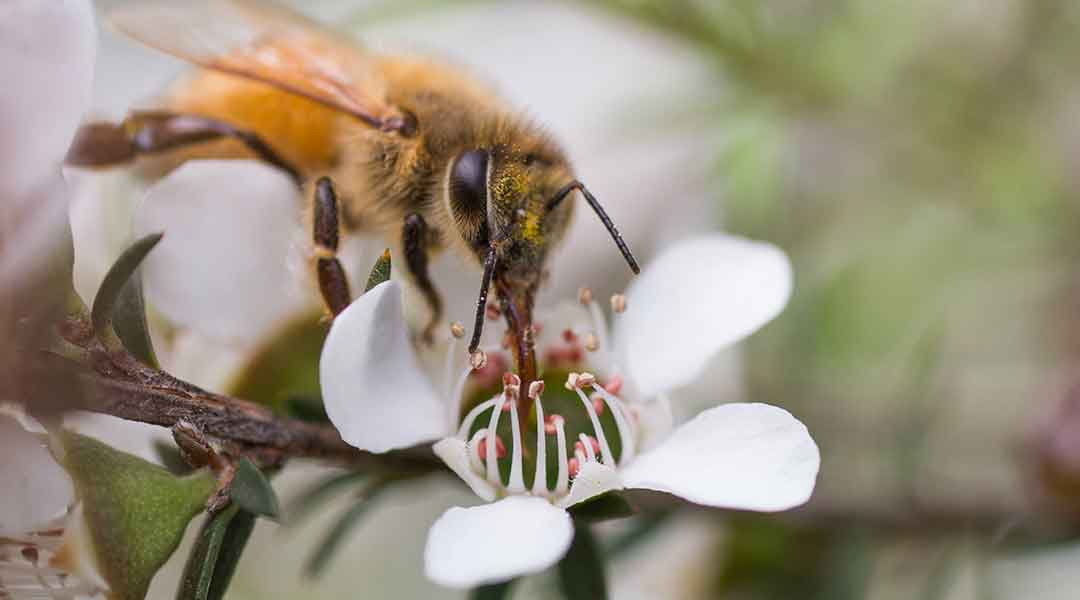 The Matriarchal Society of Bees