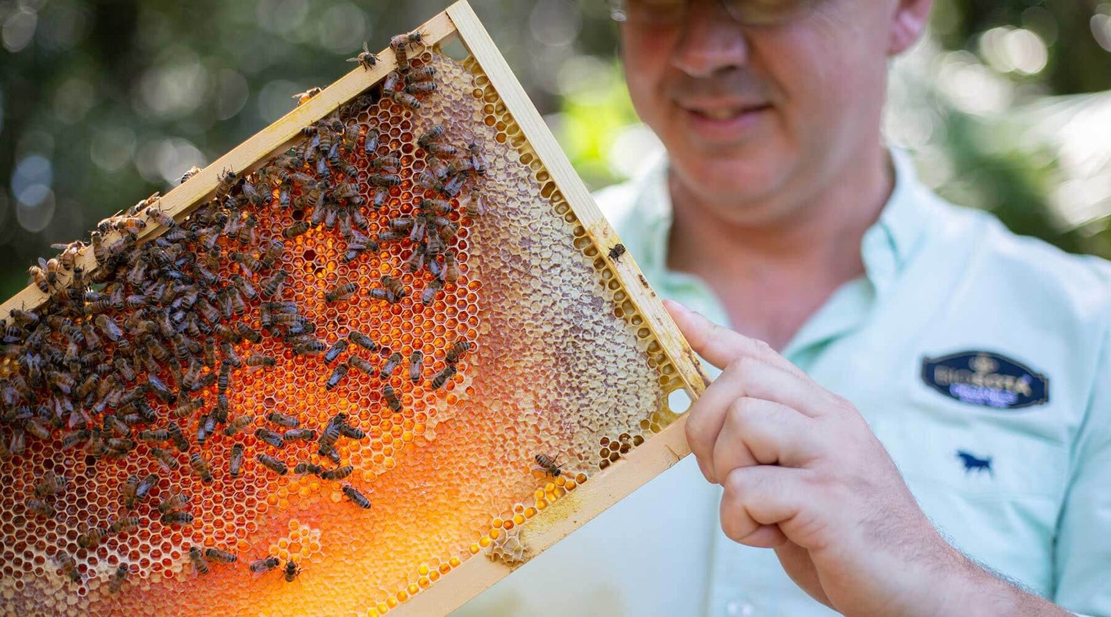 World's Best Manuka Honey Biosota Organics