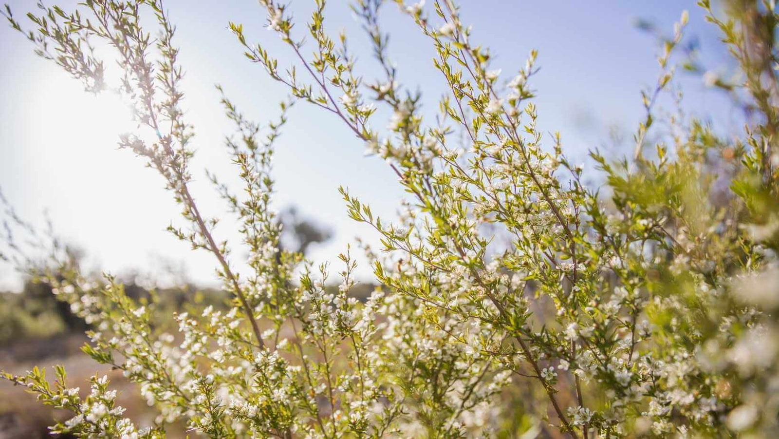 How is Manuka honey made