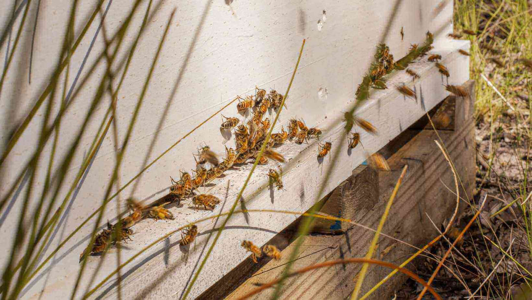 Ang mga kamangha-manghang bubuyog at ang kanilang papel sa paggawa ng Manuka honey