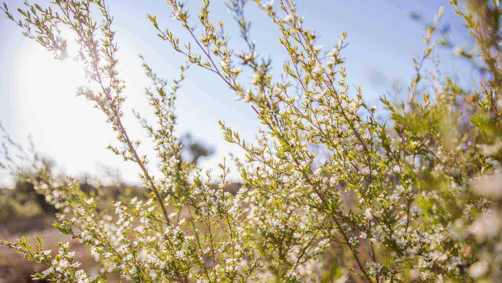 Where is Manuka honey from?  Manuka Trees