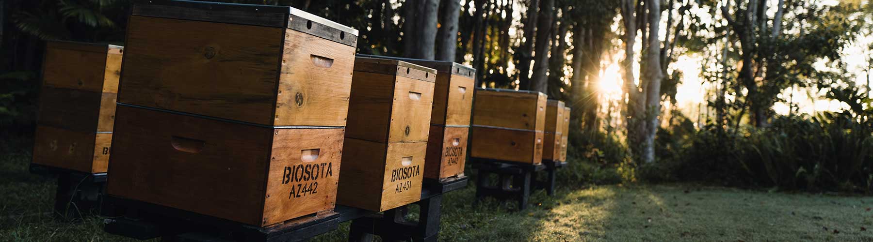 Manuka Honey Bundles