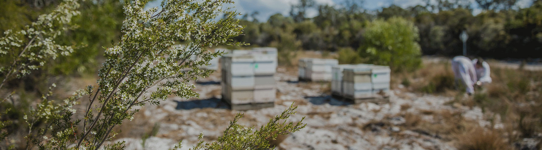 high strength medicinal manuka honey