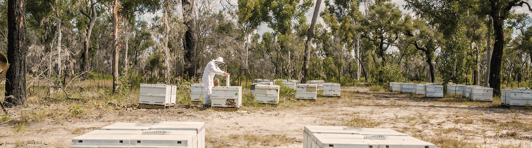 manuka honey superfoods