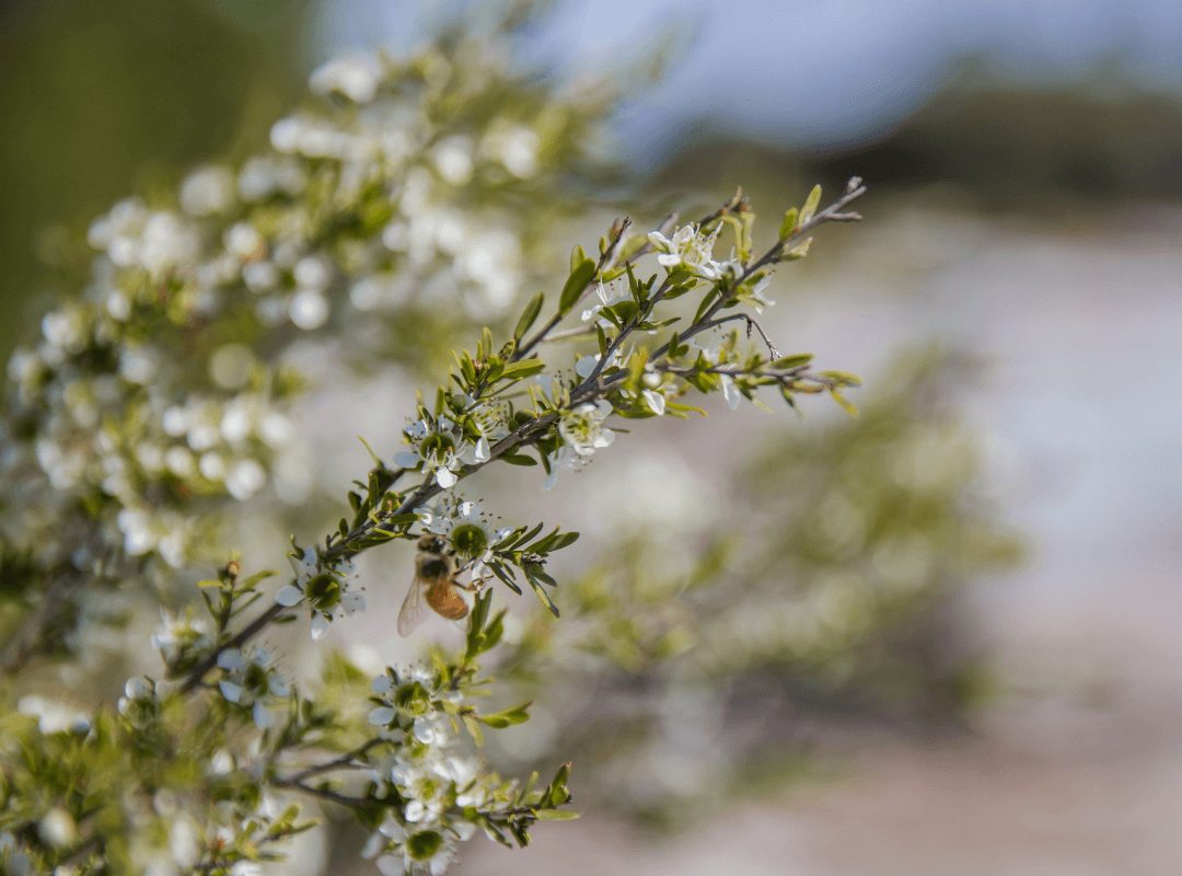 biosota organics best manuka honey highest strength