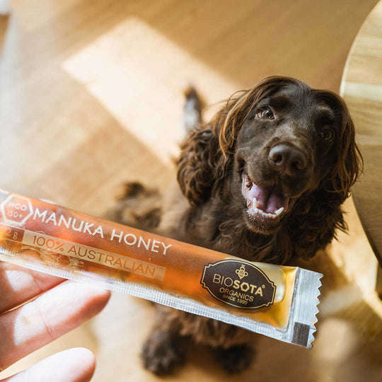 Biostoa Organics MGO 150 Manuka Honey Sticks