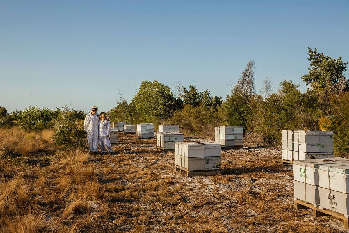 ゴールデンアワーのオーストラリアのブッシュで、巣箱に囲まれたBiosotaの養蜂家たち